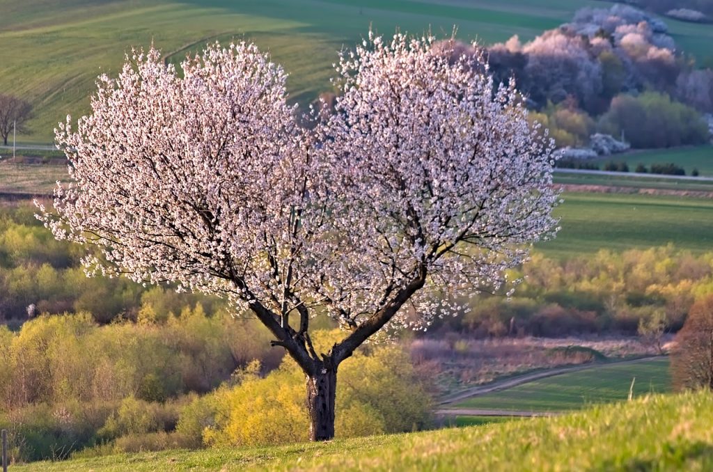 Tree showing a compassionate IFS approach to anxiety