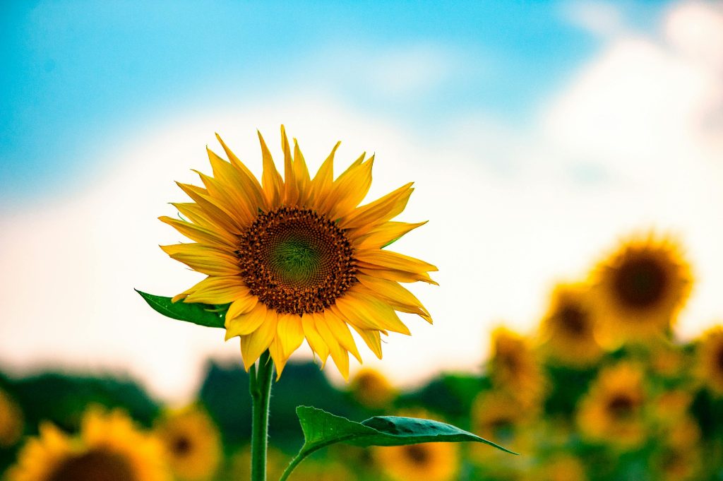 Flower showing self-confidence through IFS therapy