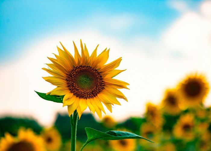 Flower showing self-confidence through IFS therapy